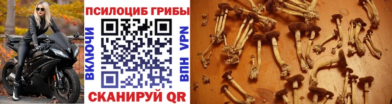 Псилоцибиновые грибы GOLDEN TEACHER  закладки  Микунь 